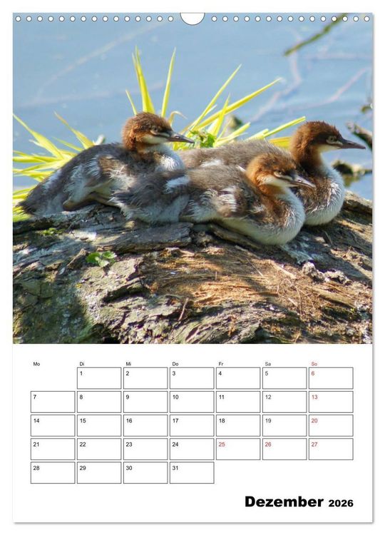 Produktbild: Liebenswerte Enten (Wandkalender 2026 DIN A3 hoch), CALVENDO Monatskalender
