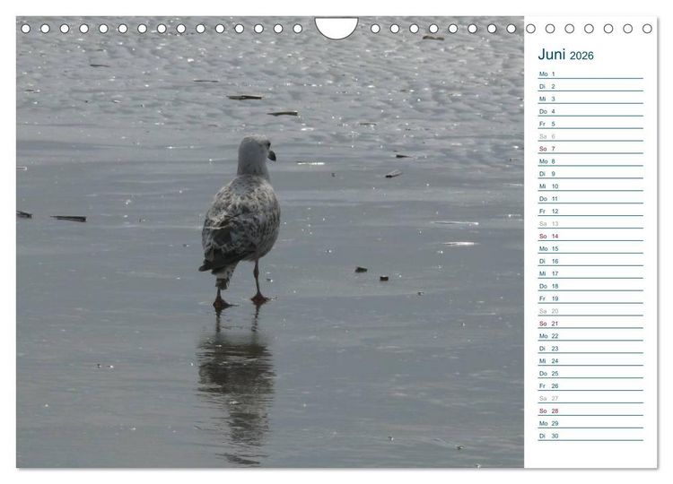 Produktbild: M&ouml;wen - Von der Ostsee bis zum Atlantik (Wandkalender 2026 DIN A4 quer), CALVENDO Monatskalender