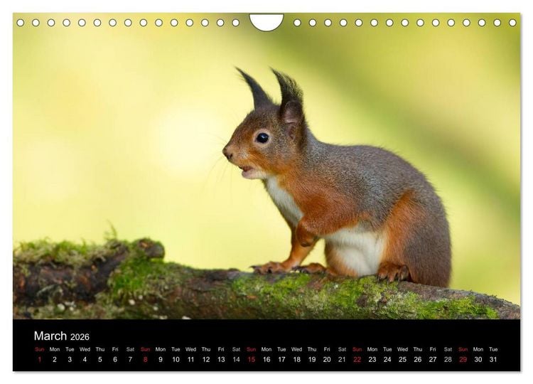 Produktbild: Scotland's Wildlife 2026 (Wall Calendar 2026 DIN A4 landscape), CALVENDO 12 Month Wall Calendar