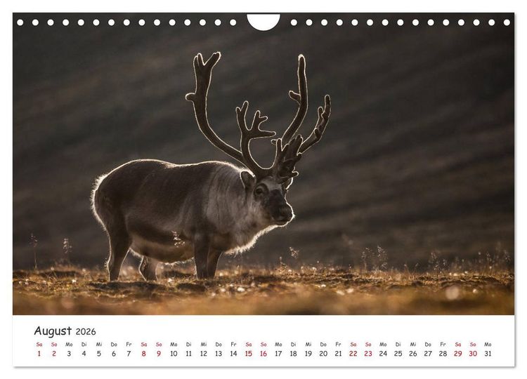 Produktbild: Rentiere (Wandkalender 2026 DIN A4 quer), CALVENDO Monatskalender