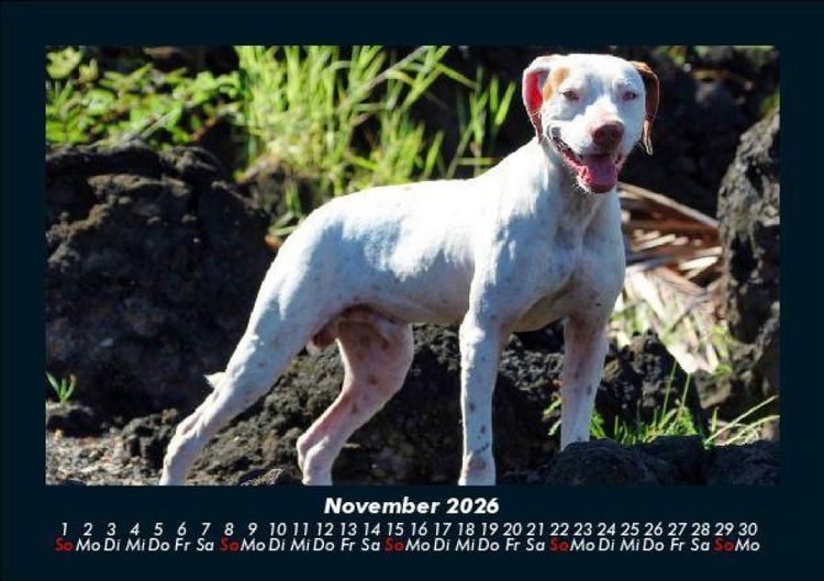 Produktbild: Hundezauber 2026 Fotokalender DIN A5