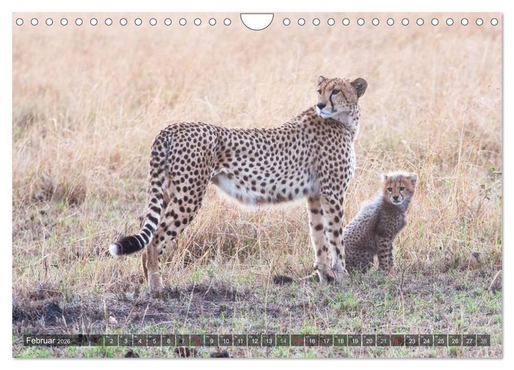 Produktbild: Raubkatzen Afrikas (Wandkalender 2026 DIN A4 quer), CALVENDO Monatskalender