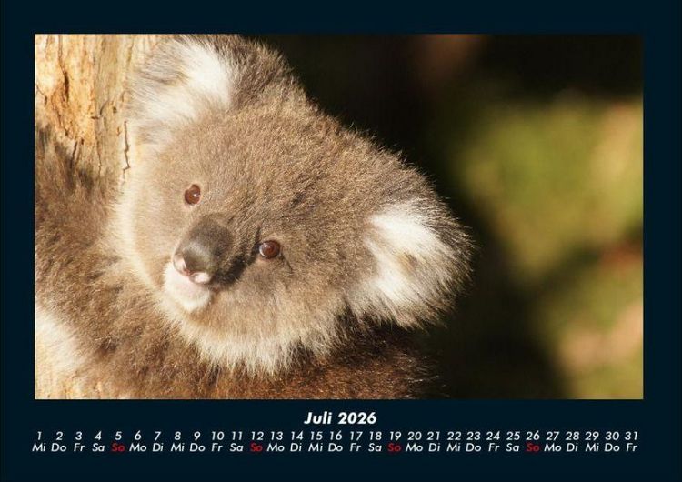 Produktbild: Koala 2026 Fotokalender DIN A4