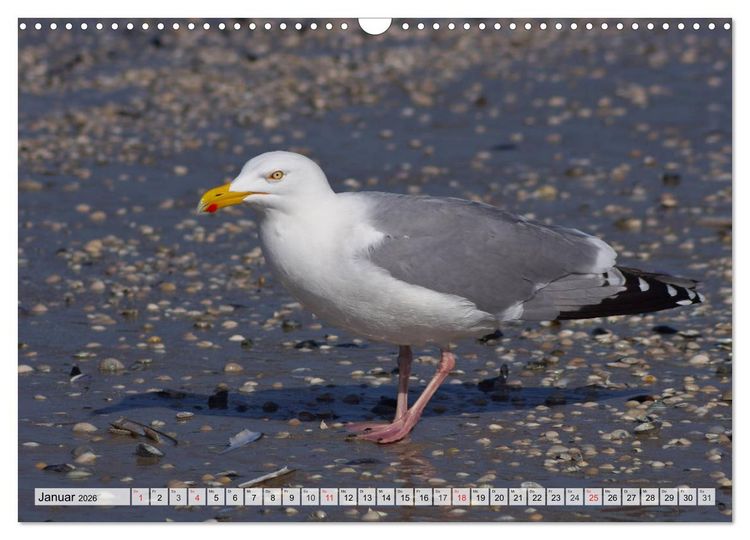 Produktbild: Nordseeinsel Amrum (Wandkalender 2026 DIN A3 quer), CALVENDO Monatskalender