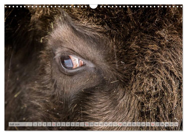 Produktbild: Emotionale Momente: Der Wisent. (Wandkalender 2026 DIN A3 quer), CALVENDO Monatskalender