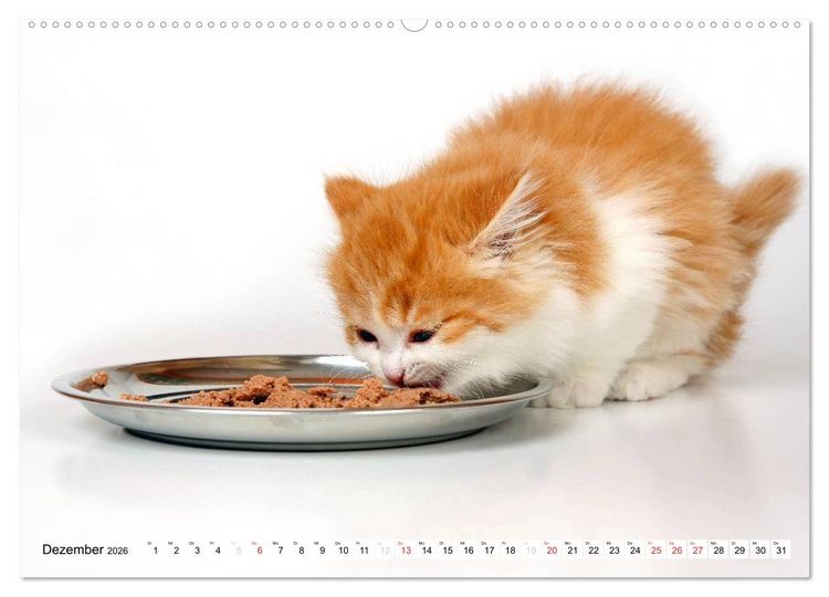 Produktbild: Perserk&auml;tzchen (Wandkalender 2026 DIN A2 quer), CALVENDO Monatskalender
