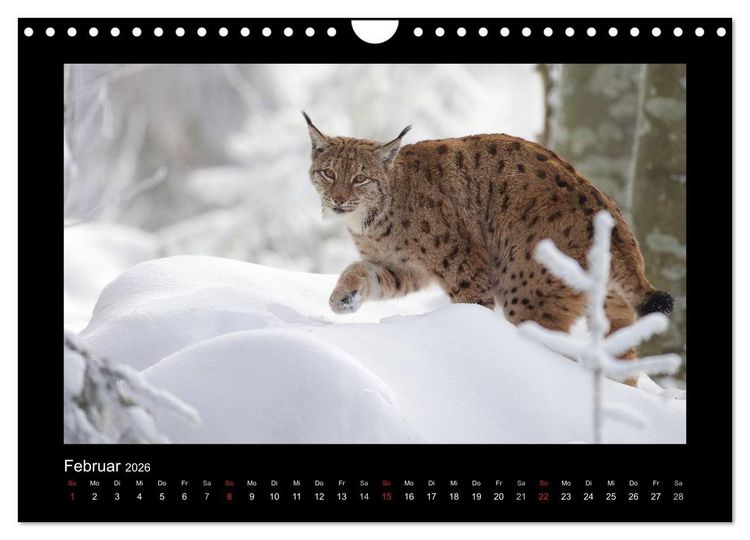 Produktbild: Wolf, Luchs und Co. - Tierbilder aus dem Bayerischen Wald (Wandkalender 2026 DIN A4 quer), CALVENDO Monatskalender