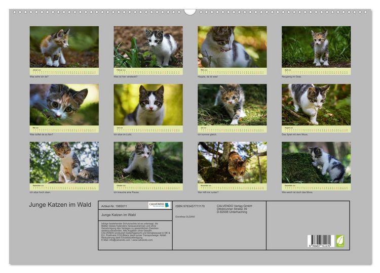 Produktbild: Junge Katzen im Wald (Wandkalender 2026 DIN A2 quer), CALVENDO Monatskalender