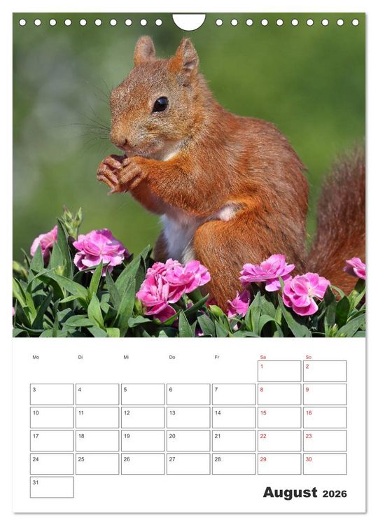 Produktbild: Eichh&ouml;rnchen Luna (Wandkalender 2026 DIN A4 hoch), CALVENDO Monatskalender