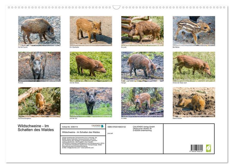 Produktbild: Wildschweine - Im Schatten des Waldes (Wandkalender 2026 DIN A2 quer), CALVENDO Monatskalender