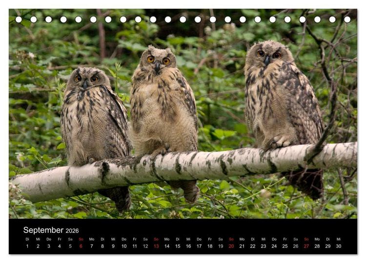 Produktbild: Uhu - K&ouml;nig der Nacht (Tischkalender 2026 DIN A5 quer), CALVENDO Monatskalender