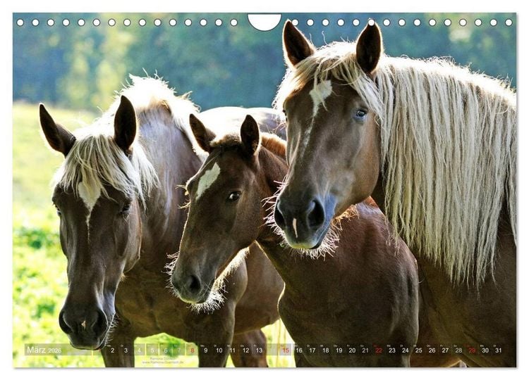 Produktbild: Faszination Kaltblut (Wandkalender 2026 DIN A4 quer), CALVENDO Monatskalender