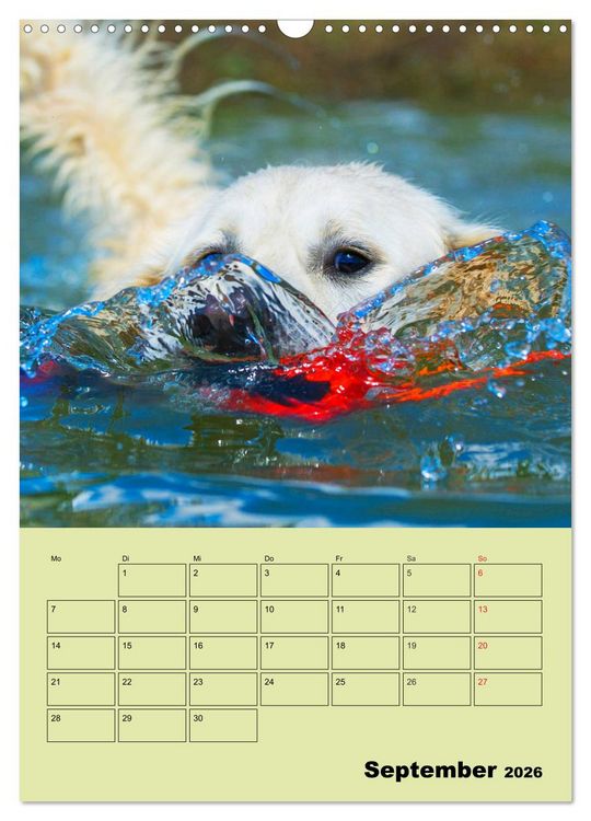 Produktbild: Jahresplaner Golden Retriever (Wandkalender 2026 DIN A3 hoch), CALVENDO Monatskalender