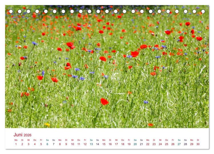 Produktbild: Mohnblumen (Tischkalender 2026 DIN A5 quer), CALVENDO Monatskalender