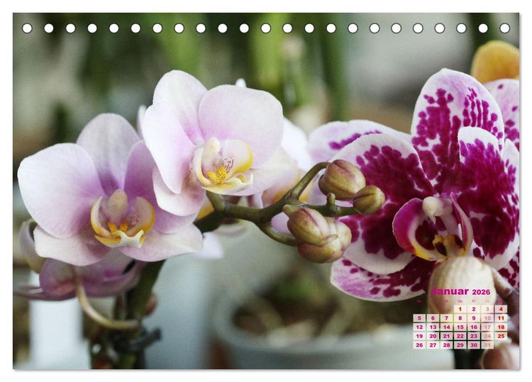 Produktbild: Sch&ouml;nste Orchideen (Tischkalender 2026 DIN A5 quer), CALVENDO Monatskalender