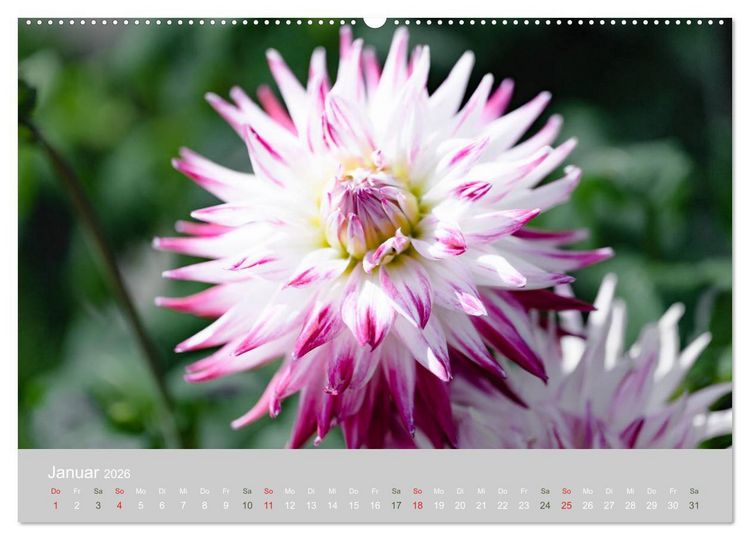 Produktbild: Dahlien - Prachtvolle Bl&uuml;ten des Sp&auml;tsommers (Wandkalender 2026 DIN A2 quer), CALVENDO Monatskalender