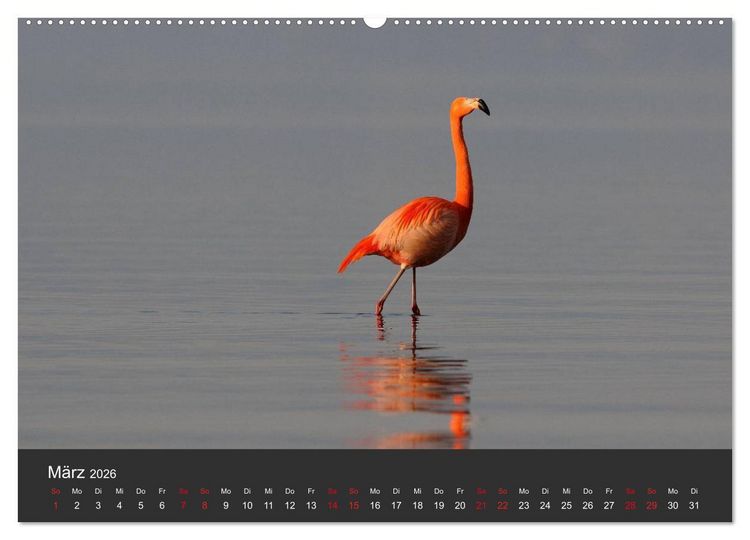 Produktbild: Pretty Flamingo (Wandkalender 2026 DIN A2 quer), CALVENDO Monatskalender