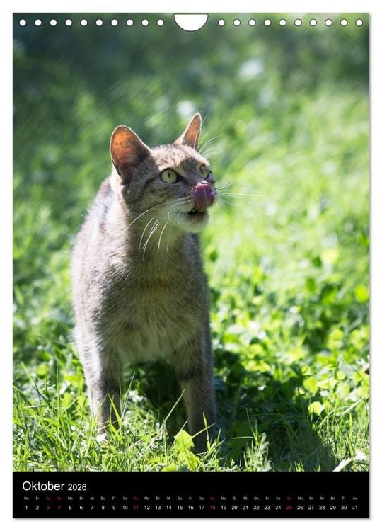 Produktbild: Wildkatzen - scheue J&auml;ger (Wandkalender 2026 DIN A4 hoch), CALVENDO Monatskalender