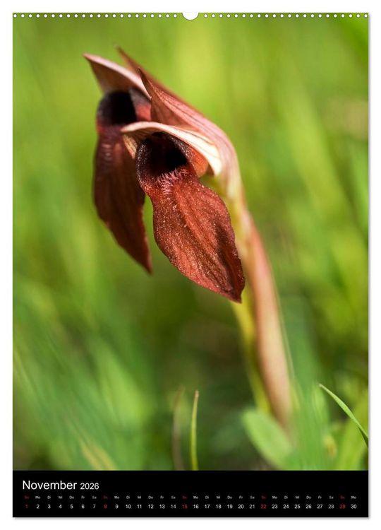 Produktbild: Orchideen in S&uuml;deuropa (Wandkalender 2026 DIN A2 hoch), CALVENDO Monatskalender