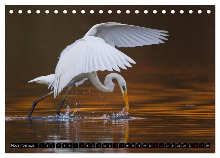 Produktbild: Eleganz in Wei&szlig; - Der Silberreiher (Tischkalender 2026 DIN A5 quer), CALVENDO Monatskalender