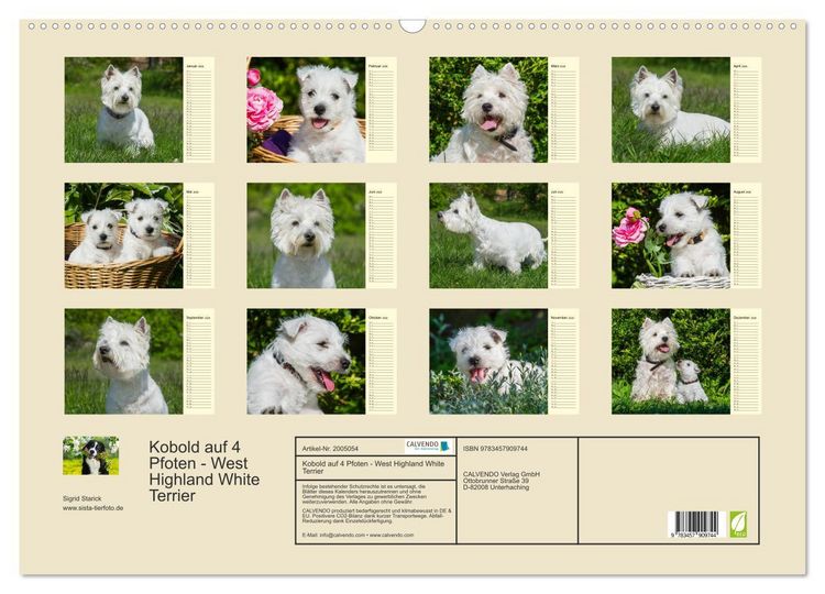 Produktbild: Kobold auf 4 Pfoten - West Highland White Terrier (Wandkalender 2026 DIN A2 quer), CALVENDO Monatskalender