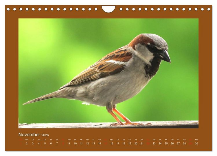 Produktbild: Vogelportr&auml;ts - Heimische V&ouml;gel auf meinem Balkon (Wandkalender 2026 DIN A4 quer), CALVENDO Monatskalender