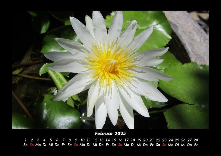 Produktbild: Blumentr&auml;ume 2025 Fotokalender DIN A3
