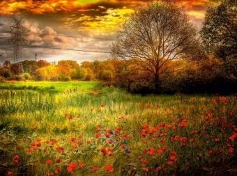 Produktbild: Mohnblumen in einem Getreidefeld (Puzzle)