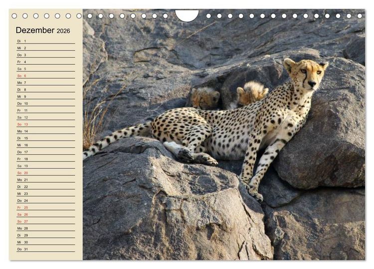 Produktbild: Die Lautlosen. Geparden und Leoparden (Wandkalender 2026 DIN A4 quer), CALVENDO Monatskalender