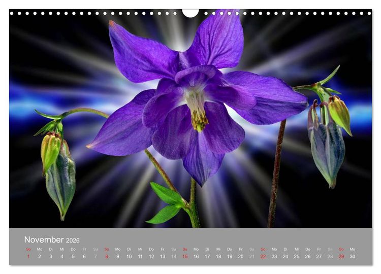 Produktbild: Floral (Wandkalender 2026 DIN A3 quer), CALVENDO Monatskalender