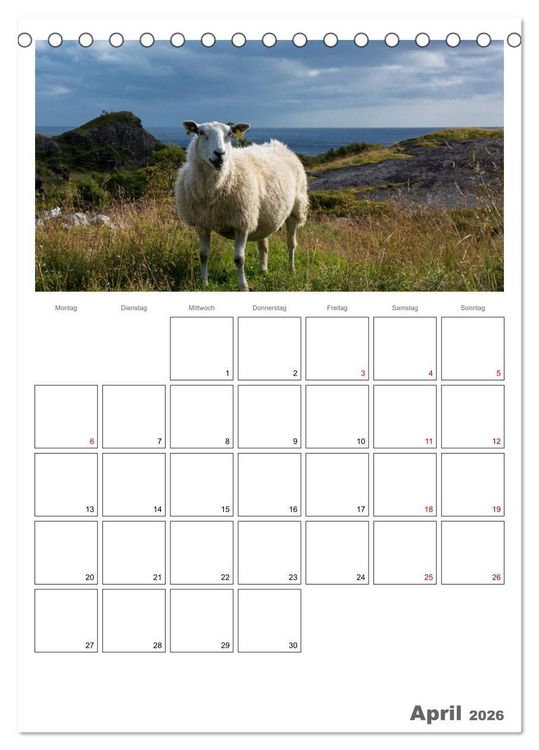 Produktbild: Schafe - 12 Monate in der Herde (Tischkalender 2026 DIN A5 hoch), CALVENDO Monatskalender