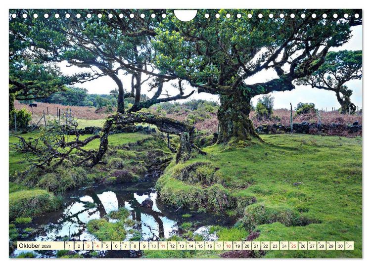 Produktbild: Mystische W&auml;lder - Zauber der Natur (Wandkalender 2026 DIN A4 quer), CALVENDO Monatskalender