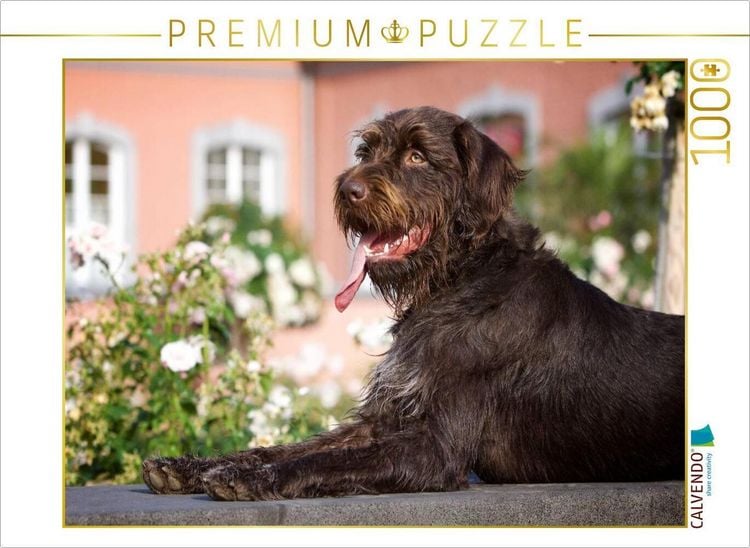 Produktbild: CALVENDO Puzzle B&ouml;hmisch Rauhbart | 1000 Teile Lege-Gr&ouml;&szlig;e 64x48cm Foto-Puzzle f&uuml;r gl&uuml;ckliche Stunden