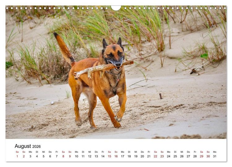 Produktbild: Malinois - Wahnsinn auf vier Pfoten (Wandkalender 2026 DIN A3 quer), CALVENDO Monatskalender