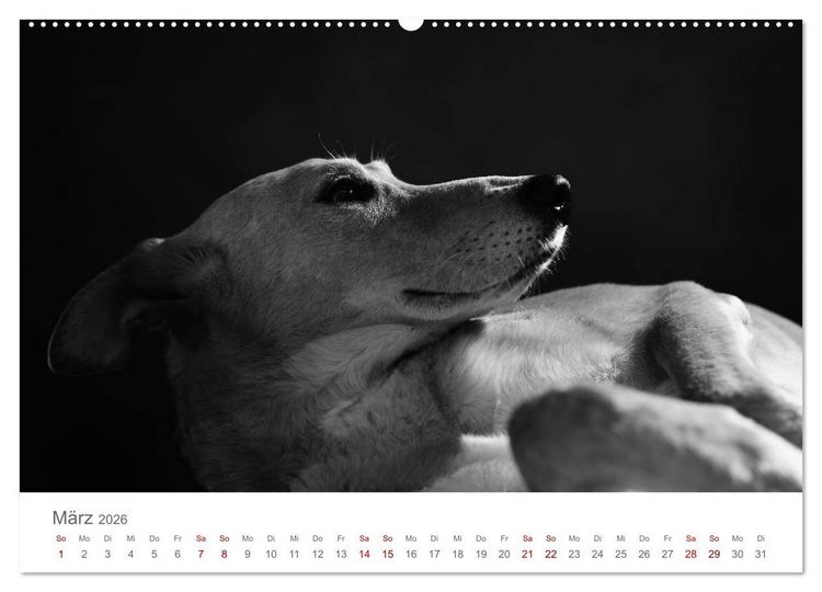 Produktbild: Hundeportraits Fine Art (hochwertiger Premium Wandkalender 2026 DIN A2 quer), Kunstdruck in Hochglanz