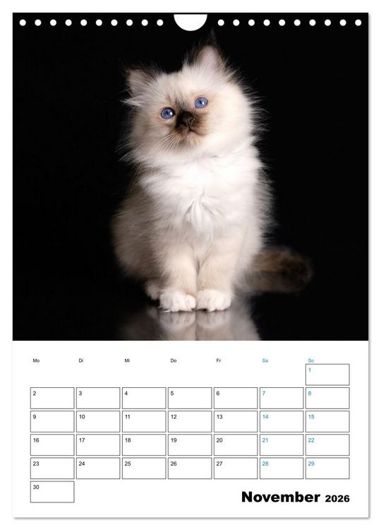 Produktbild: Heilige Birma Kitten - s&uuml;&szlig;e kleine Flauschb&auml;llchen (Wandkalender 2026 DIN A4 hoch), CALVENDO Monatskalender