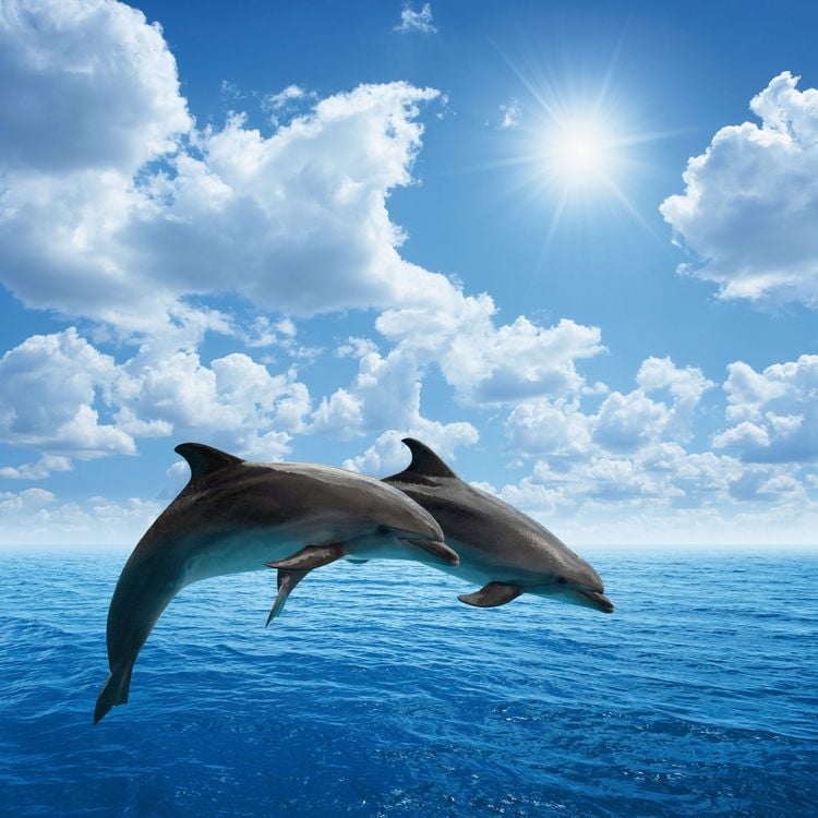 Produktbild: Dolphins/Delfine 2024