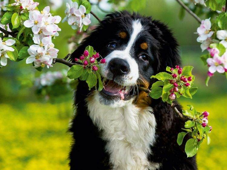 Produktbild: CALVENDO Puzzle Ein Motiv aus dem Kalender Treuer Freund Berner Sennenhund | 1000 Teile Lege-Gr&ouml;&szlig;e 64x48cm Foto-Puzzle f&uuml;r gl&uuml;ckliche Stunden