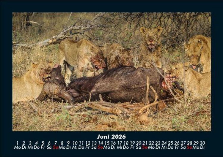 Produktbild: L&ouml;wen in der Wildnis 2026 Fotokalender DIN A5