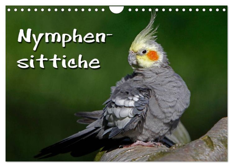 Produktbild: Nymphensittiche (Wandkalender 2026 DIN A4 quer), CALVENDO Monatskalender