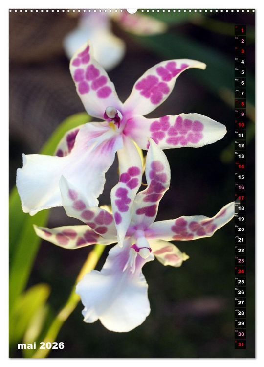 Produktbild: Miracle floral l'orchid&eacute;e (Calendrier mural 2026 DIN A2 horizontal) calendrier de bureau