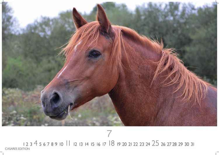 Produktbild: Pferde Kalender 2027 &ndash; Wandkalender | Fotokalender Tierkalender 24x35cm mit 12 wundersch&ouml;nen Fotos dieser edlen Tiere