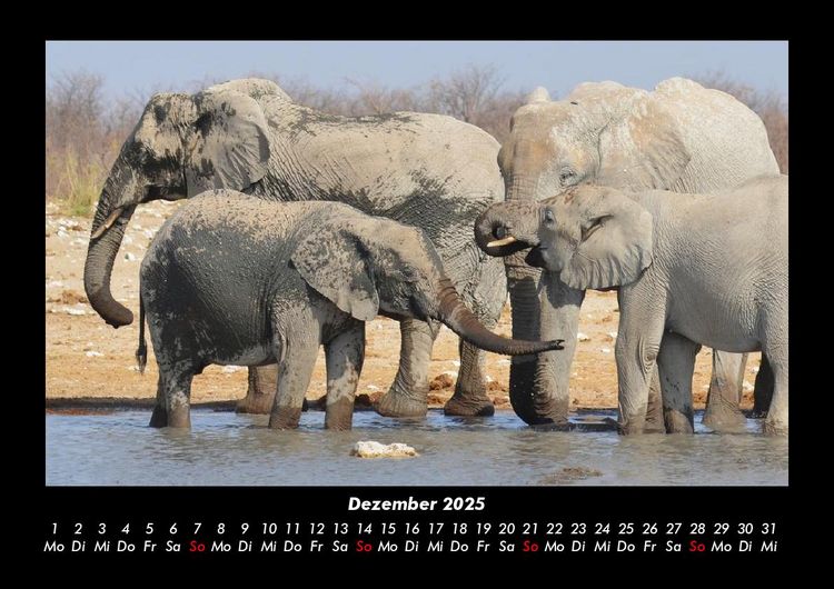 Produktbild: Der Elefantenkalender 2025 Fotokalender DIN A3