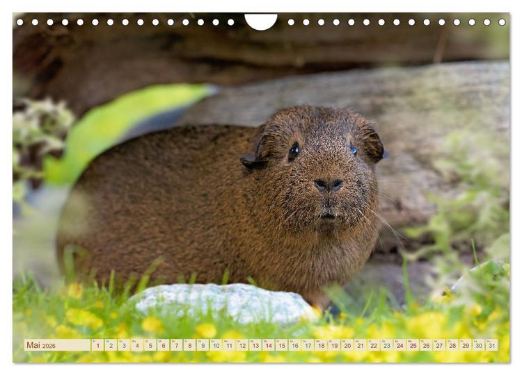 Produktbild: MEERSCHWEINCHEN neugierig - s&uuml;&szlig; - liebenswert (Wandkalender 2026 DIN A4 quer), CALVENDO Monatskalender