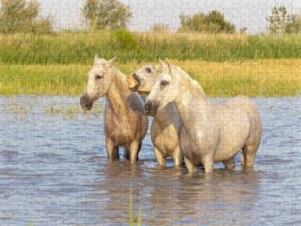 Produktbild: CALVENDO Puzzle Verschnaufpause | 1000 Teile Lege-Gr&ouml;&szlig;e 64x48cm Foto-Puzzle f&uuml;r gl&uuml;ckliche Stunden