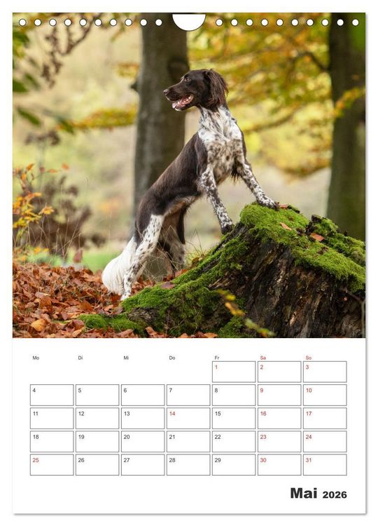 Produktbild: Geboren um zu Jagen. Der kleine M&uuml;nsterl&auml;nder (Wandkalender 2026 DIN A4 hoch), CALVENDO Monatskalender