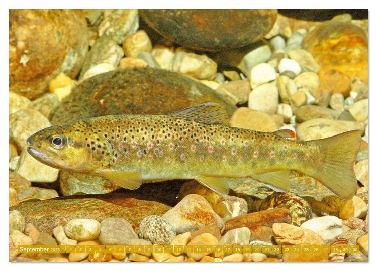 Produktbild: Heimische Fische: Karpfen, Forelle, Hecht (Wandkalender 2026 DIN A4 quer), CALVENDO Monatskalender
