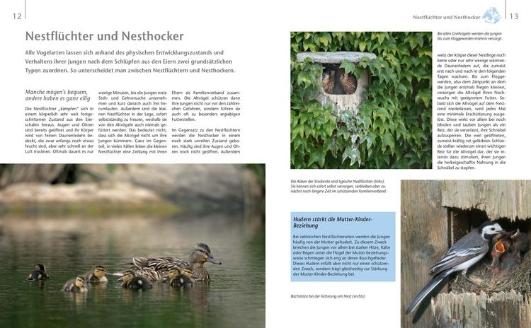 Produktbild: V&ouml;gel zu Gast im Garten - Heimische V&ouml;gel beobachten, bestimmen, sch&uuml;tzen.