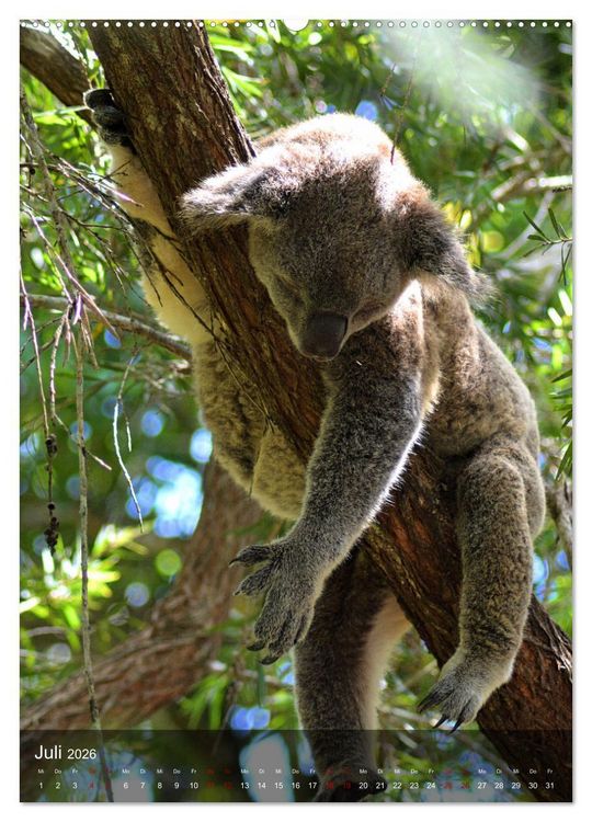 Produktbild: Koalas auf den Pelz ger&uuml;ckt (hochwertiger Premium Wandkalender 2026 DIN A2 hoch), Kunstdruck in Hochglanz