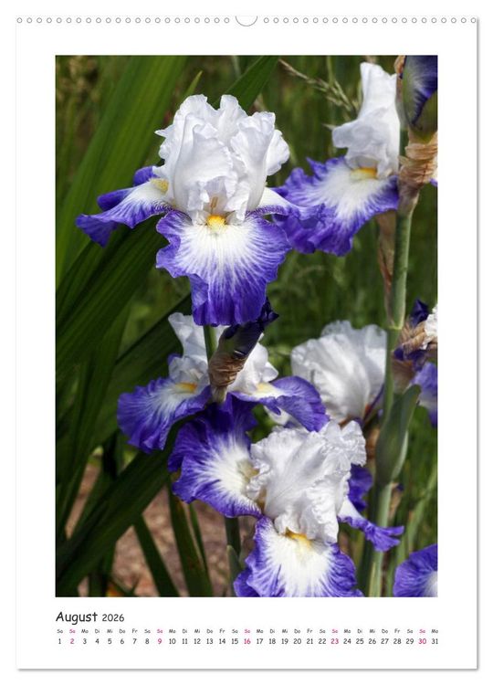 Produktbild: Traumhafte Iris (Wandkalender 2026 DIN A2 hoch), CALVENDO Monatskalender